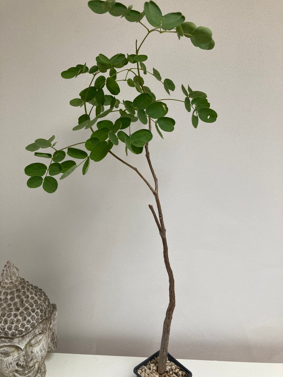 Delonix Pumila, Huis en Inrichting, Kamerplanten, Vetplant, Ophalen of Verzenden, Minder dan 100 cm, Volle zon