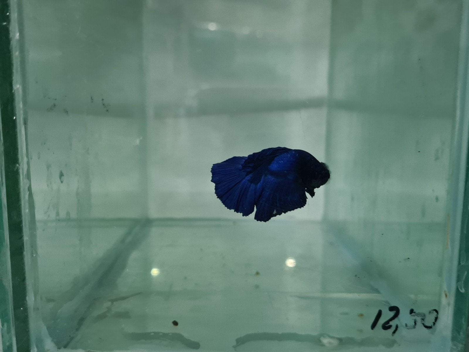 Betta Splendens Super Delta Kempvis man, Dieren en Toebehoren, Vis, Zoetwatervis