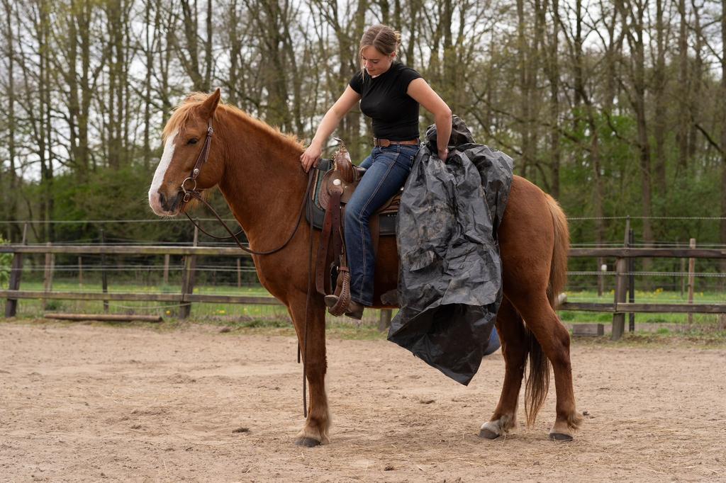 Super brave D-pony te koop, Ruin, D pony (1.37m tot 1.48m), Recreatiepony, 7 tot 10 jaar