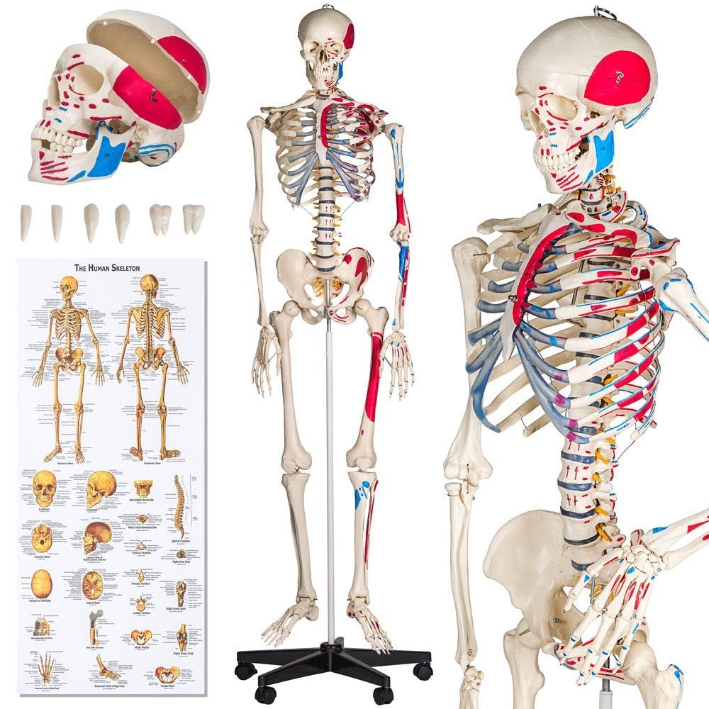 Professioneel Gedetailleerd Menselijk Anatomiemodel Skelet!, Ophalen of Verzenden, Nieuw, Apparaat
