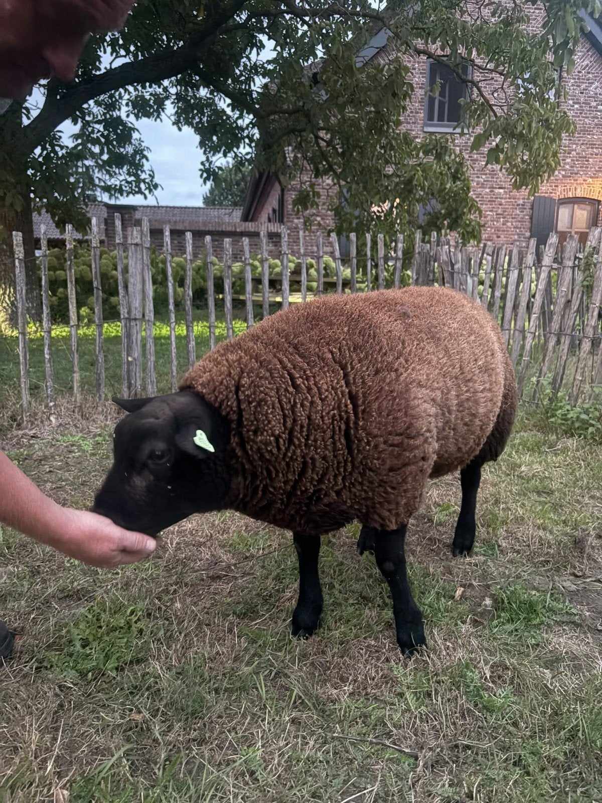 Mooie dekram te koop, Dieren en Toebehoren