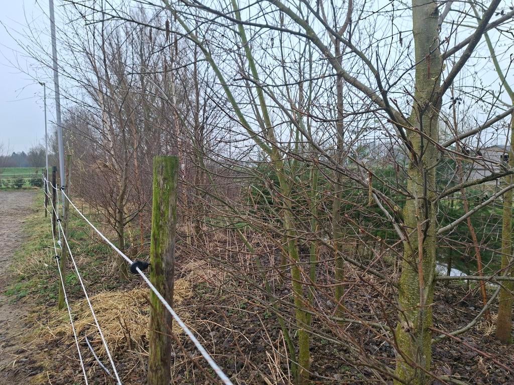 Elzen, wilgen en berken - Zelf uitgraven (ca. 20 stuks), Tuin en Terras, Planten | Bomen, Overige soorten, Lente, 250 tot 400 cm