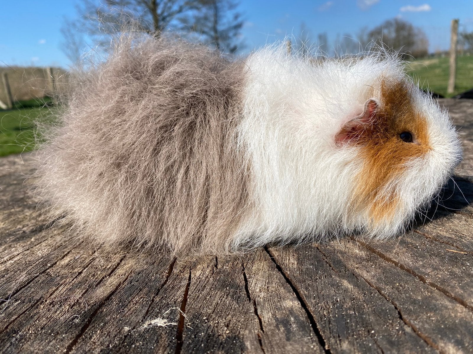 Ch teddy beer slate/goud/wit, Dieren en Toebehoren, Knaagdieren, September, Mannelijk, Cavia