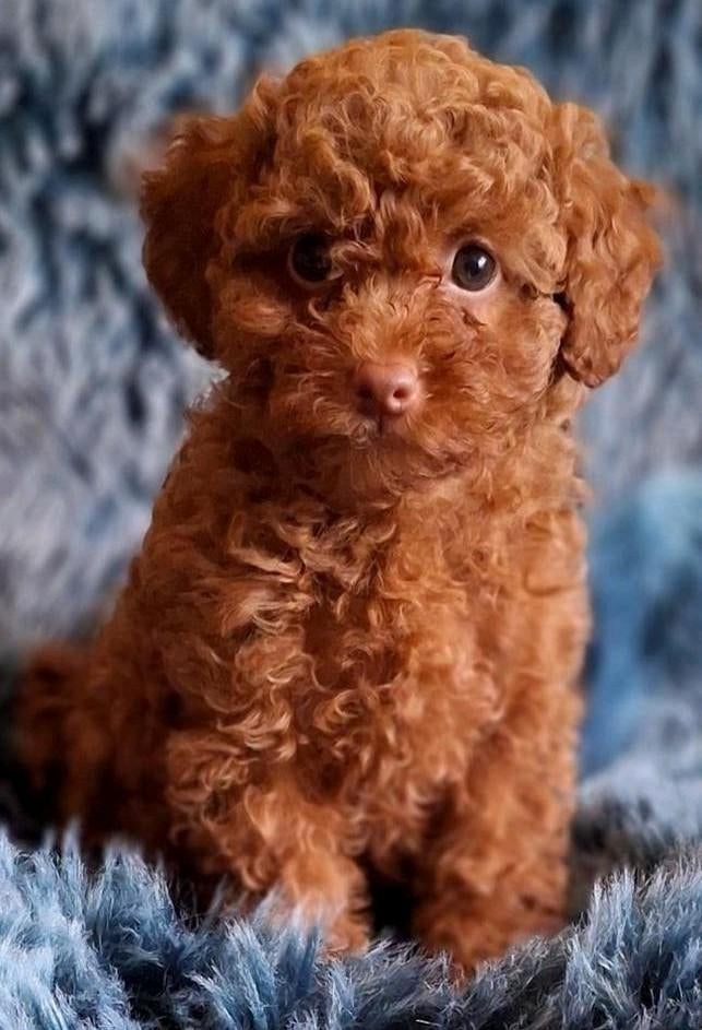 Lief..Mini Raszuiver Rood Toypoedel Pupje💙Mag Verhuizen, Dieren en Toebehoren, Poedel, Parvo, Reu, 8 tot 15 weken
