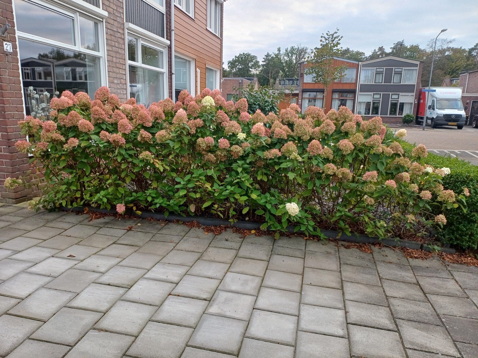 te koop, Ophalen, Overige soorten, Halfschaduw