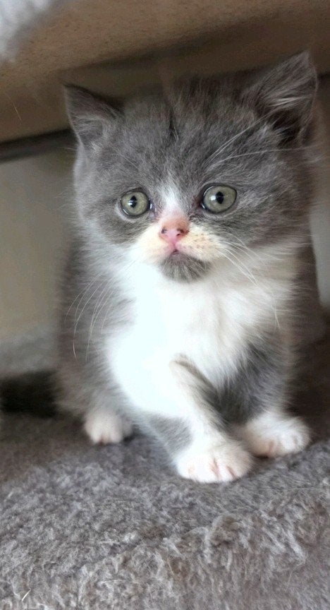nog 1 lieve kitten Britse korthaar x perzische langhaar, Kater, Gechipt, 0 tot 2 jaar