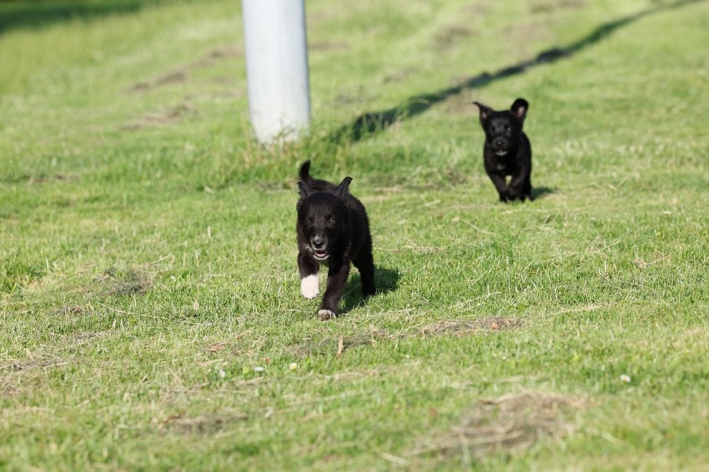 border collie pups / duitse herder pups = Shollie (teefjes), 8 tot 15 weken, Collie, Meerdere, Meerdere dieren