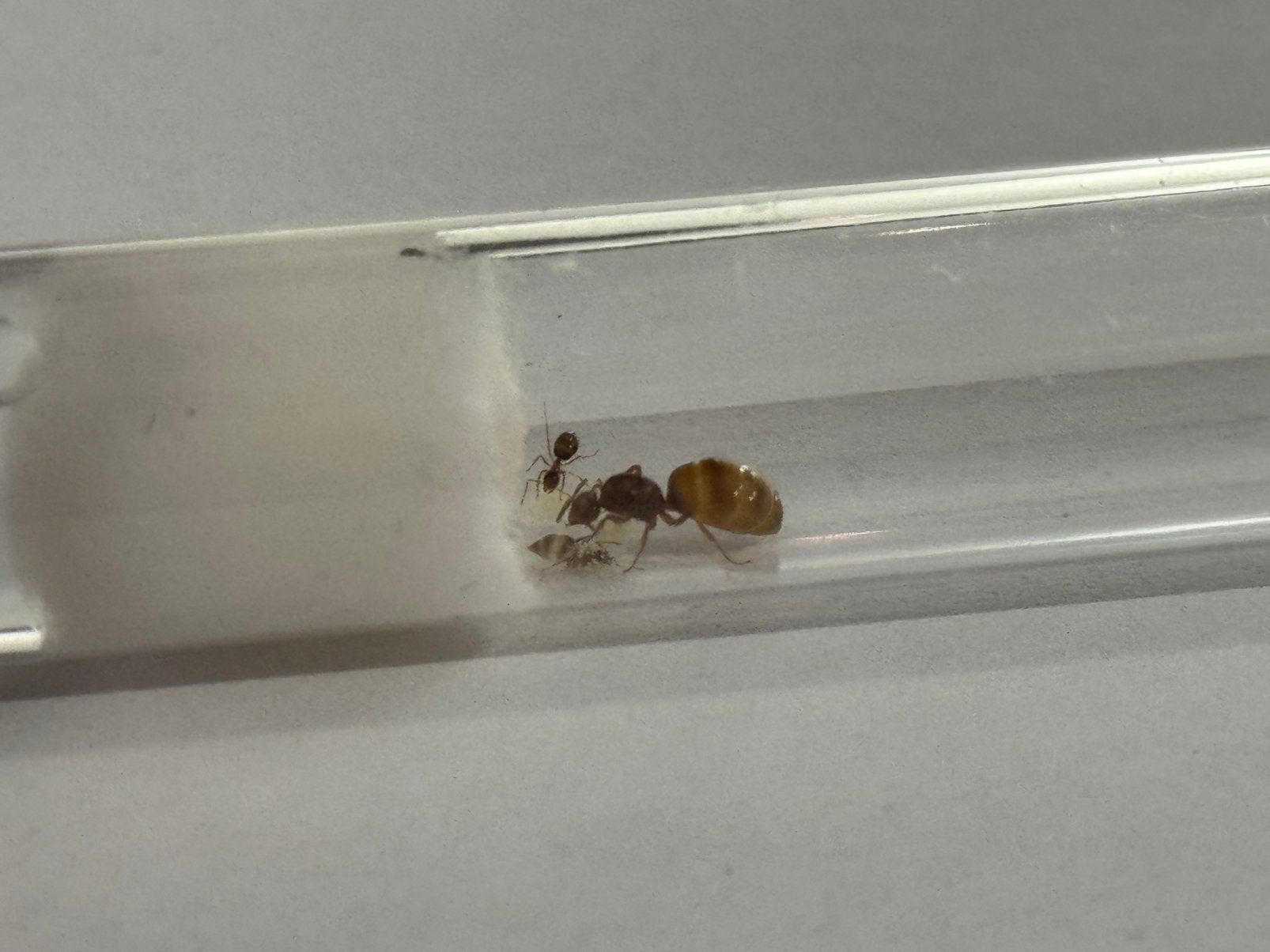 1Q Prenolepis Nitens | 2 werksters en broed, Mieren