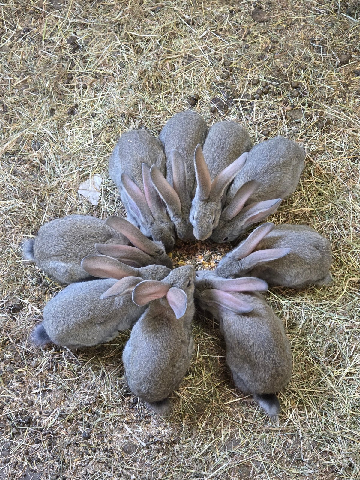 Mooie Duitse Reuzen konijntjes te koop. Geboren 3 juni, Dieren en Toebehoren, Meerdere dieren, Groot
