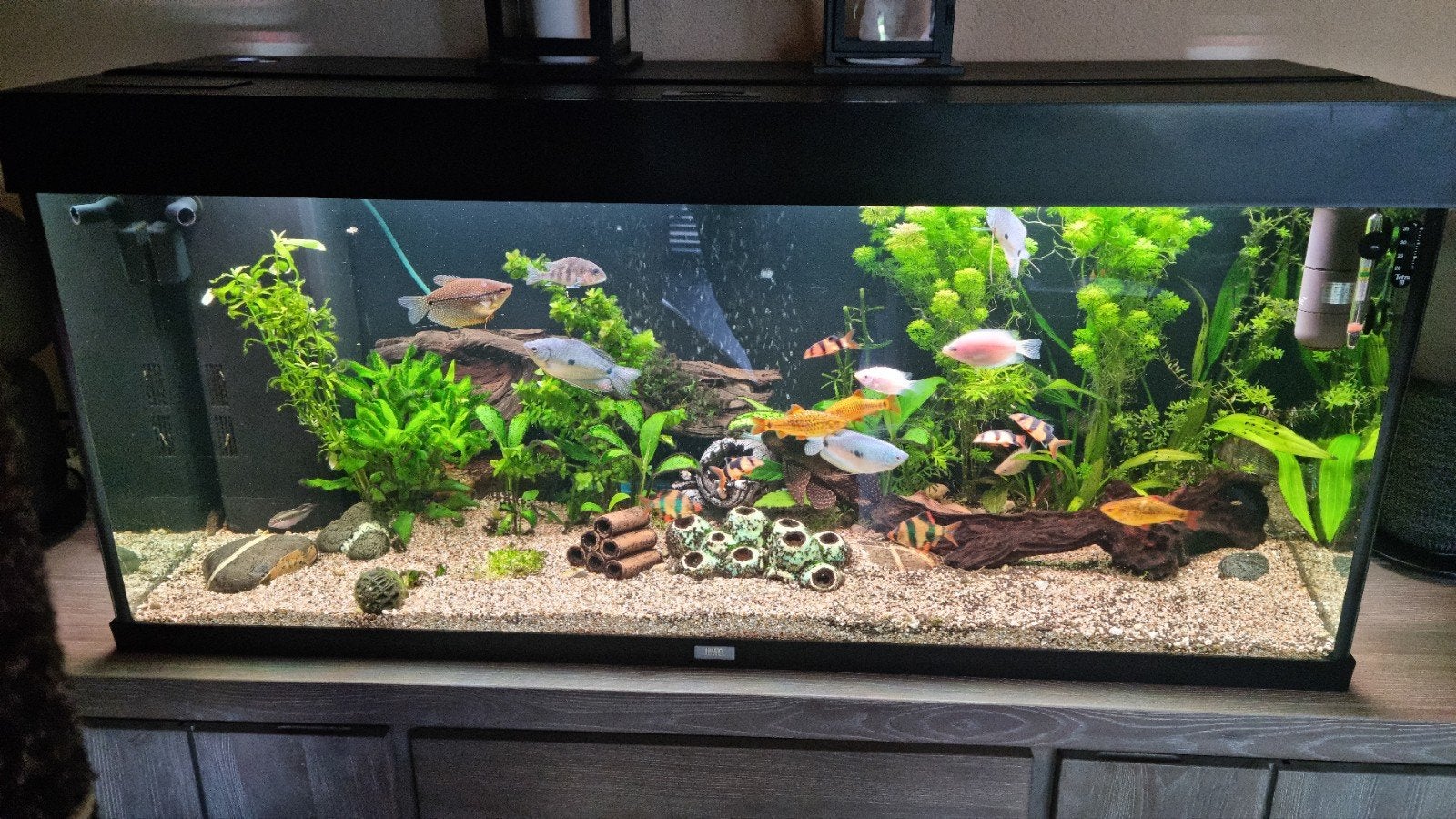 Juwel aquarium 240 liter, Dieren en Toebehoren, Vissen | Aquaria en Toebehoren, Ophalen, Verwarming, Gebruikt, Leeg aquarium