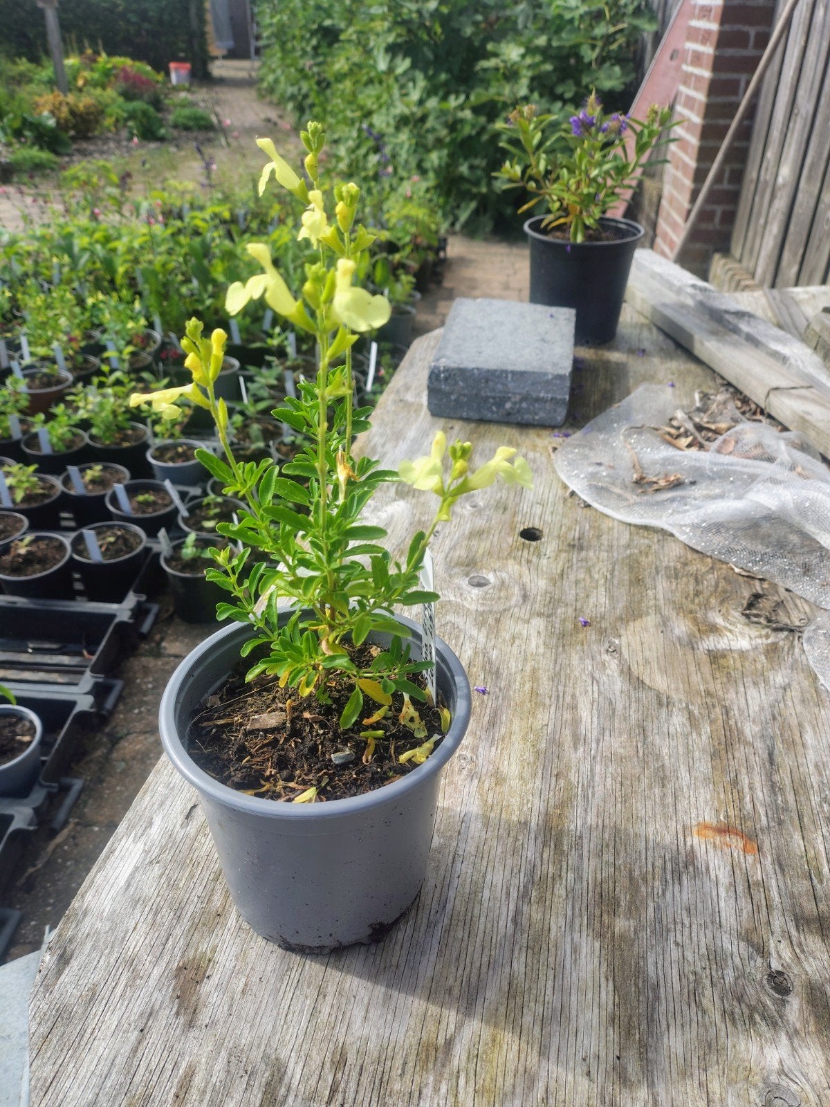 Salvia Lemon Light - Matig Winterhard, Volle zon, Vaste plant, Zomer, Ophalen