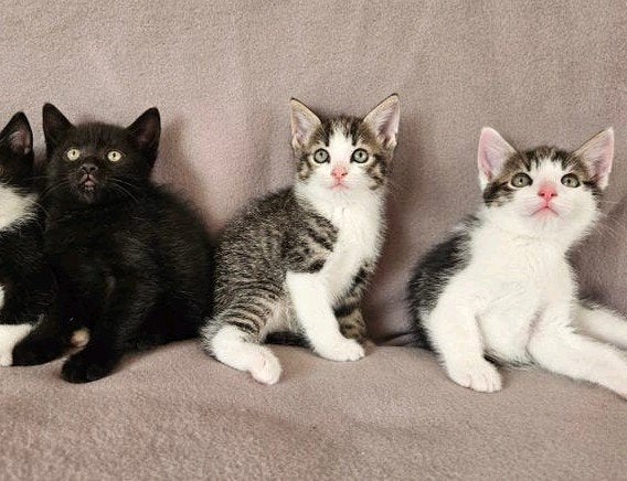 schattige halfras kittens. nog 3, Meerdere dieren, Kortharig, 0 tot 2 jaar