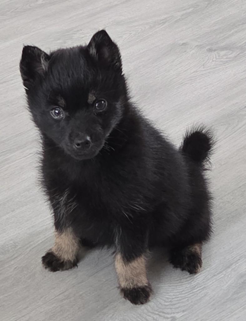 Pomsky f3 reutje, Dieren en Toebehoren, Reu, 8 tot 15 weken, Poolhond, Eén hond