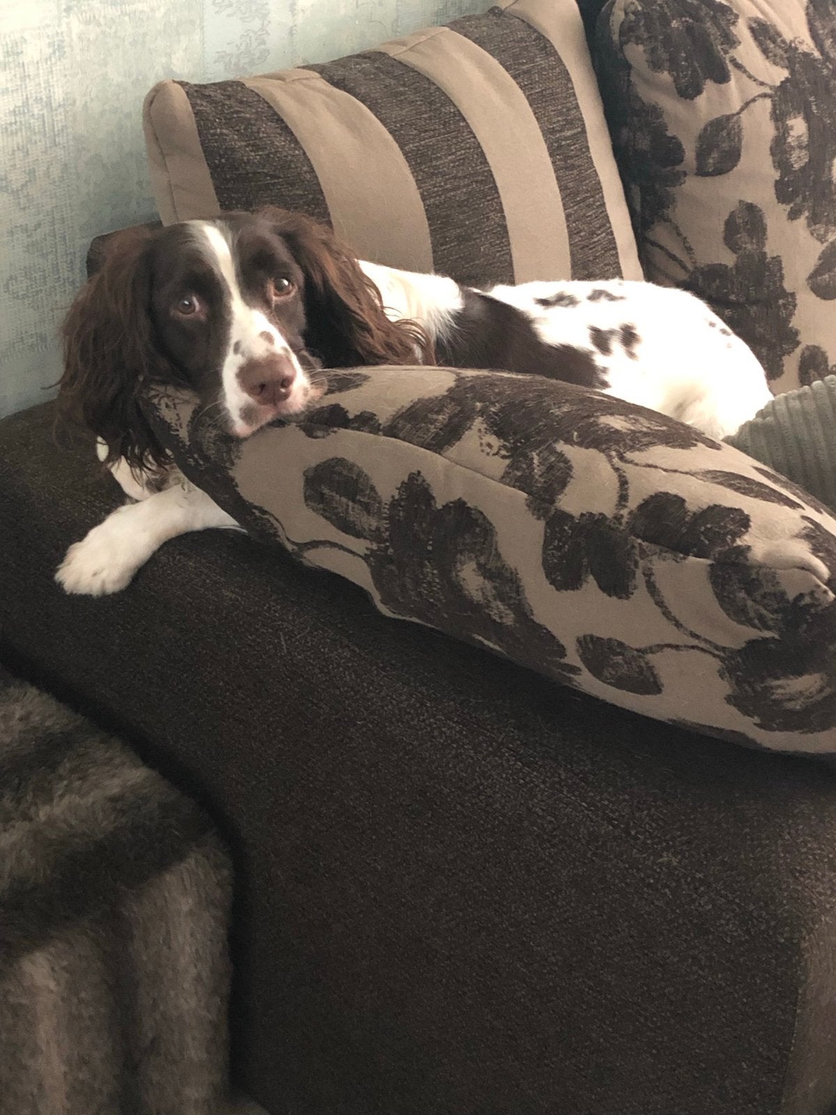 Engelse springer zoekt boerderij, 6 jaar of ouder, Teef, Eén hond, Spaniël