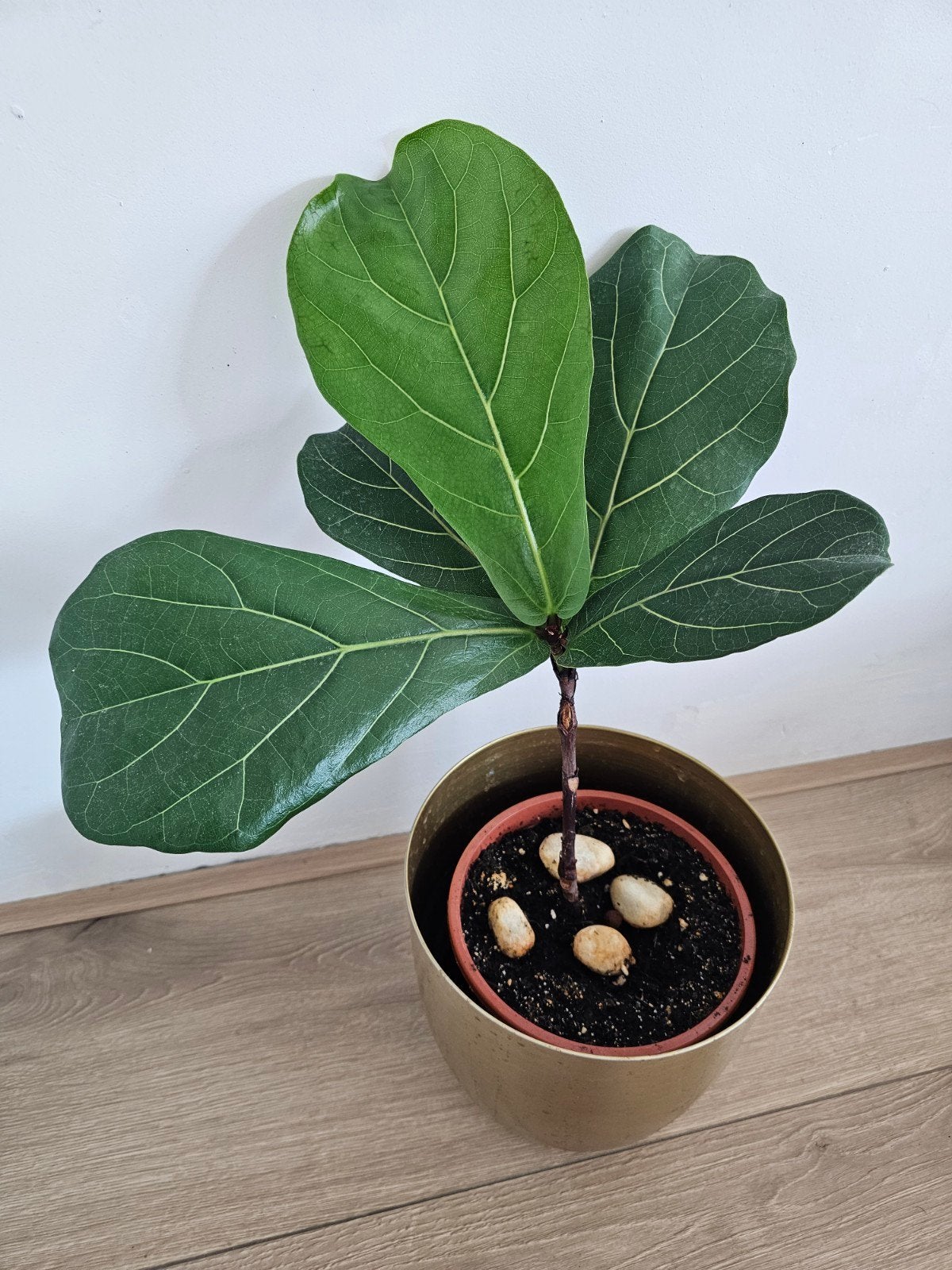 Prachtige Vioolbladplant met extra mooie gouden pot, Ophalen, Minder dan 100 cm