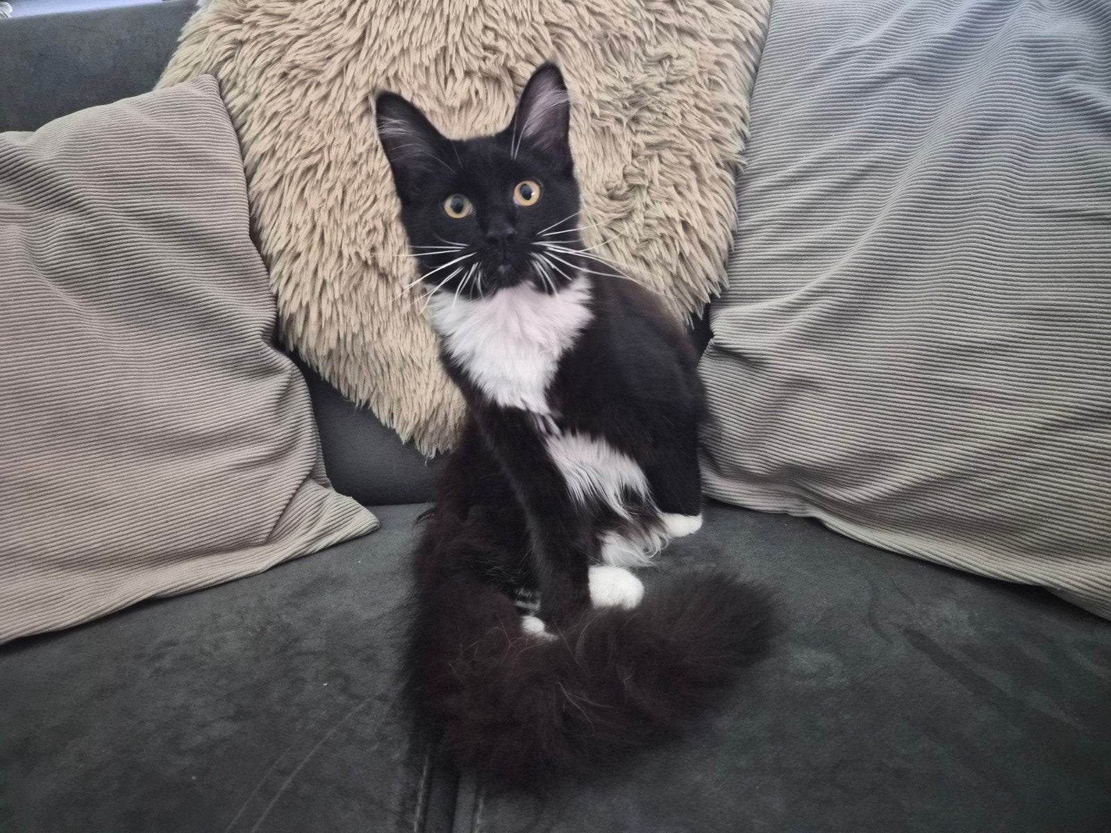 100% MAINECOON  KITTENS  nog 3 kittens, Poes, Langharig, 0 tot 2 jaar