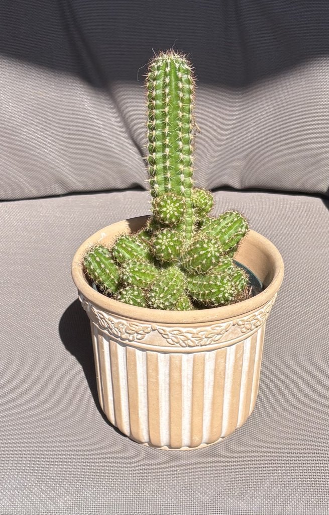 Cactus, Ophalen, Overige soorten, Volle zon