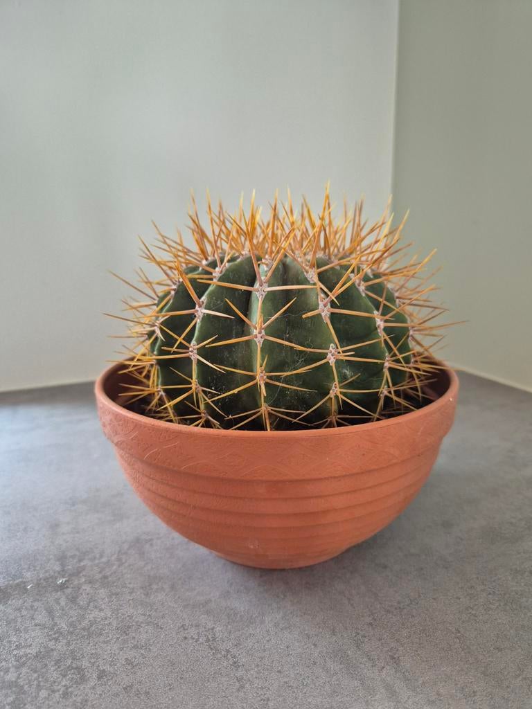 Mooie cactus (17 cm hoog incl.pot), Huis en Inrichting, Kamerplanten, Ophalen, Halfschaduw, Cactus, Minder dan 100 cm