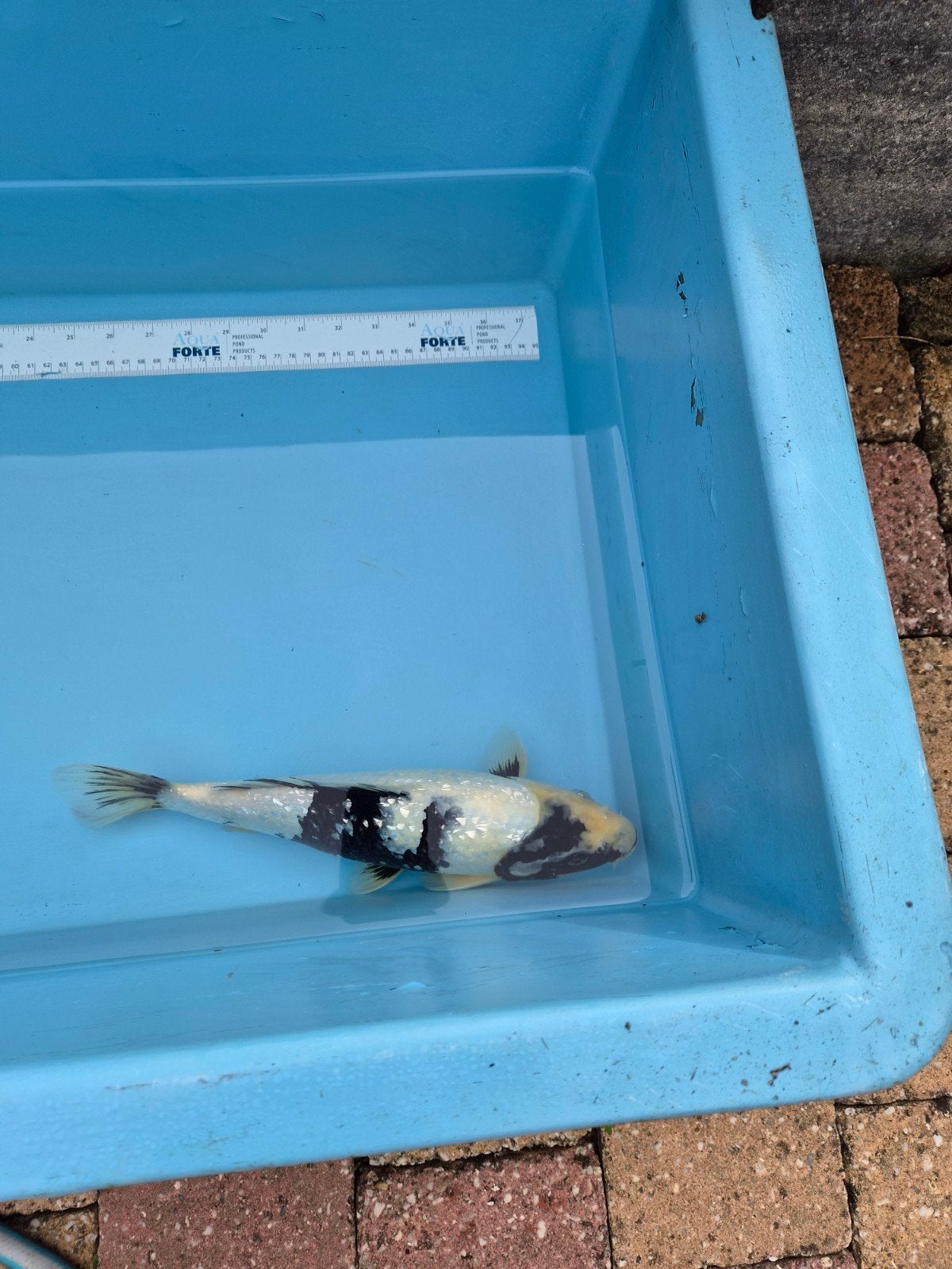 4 tal koi's, Karper of Koi
