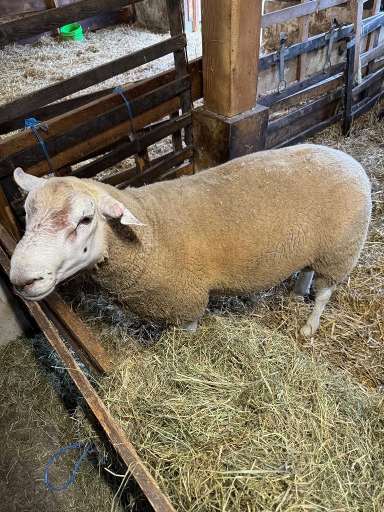Prachtige grote lange Swifter dekram, Mannelijk, Schaap, 0 tot 2 jaar