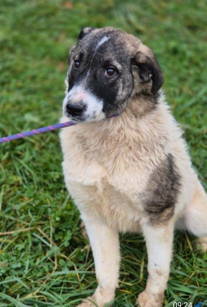 Hera zoekt baasje, Dieren en Toebehoren, Honden | Niet-rashonden, Particulier, 15 weken tot 1 jaar, Buitenland, Teef