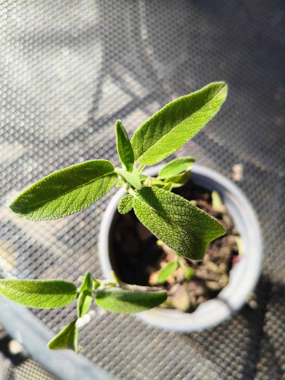 Salie Plant | Salvia Officinalis | Gezonde Kruidenplant, Ophalen, Vaste plant, Overige soorten, Halfschaduw