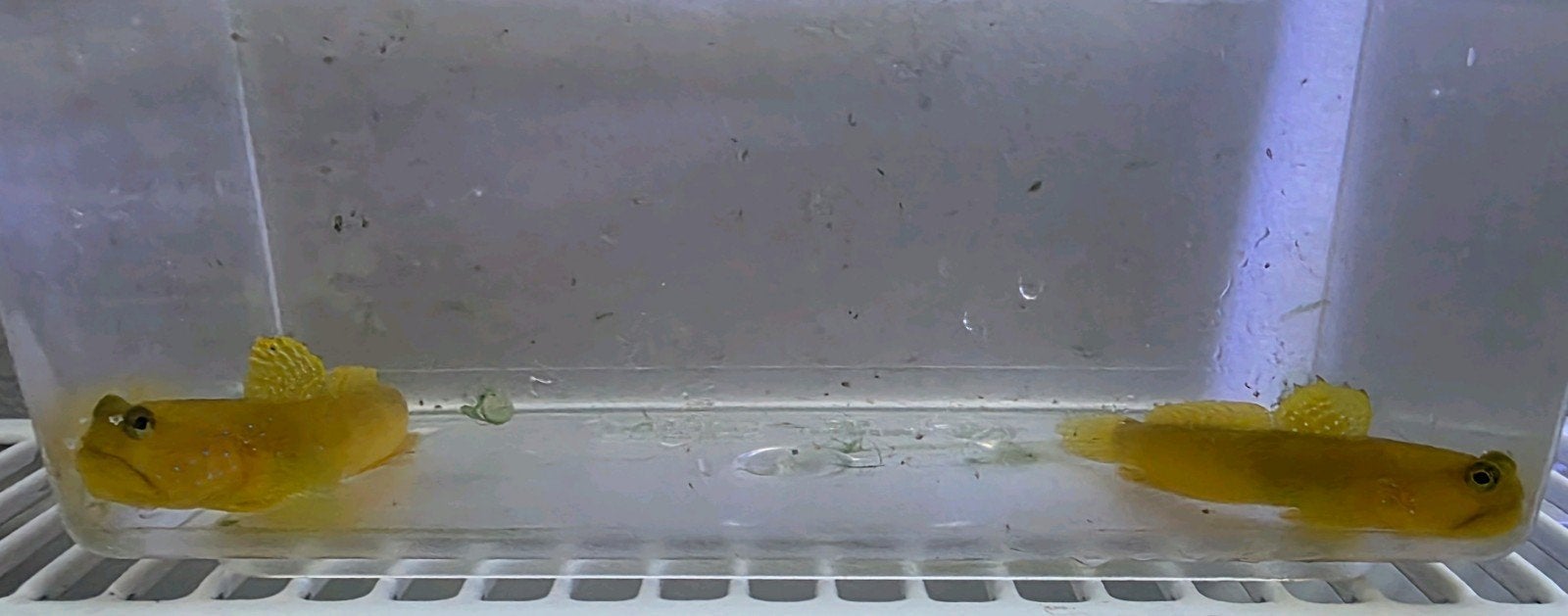 Yellow Watchman Goby (Cryptocentrus cinctus), Vis, Zoutwatervis