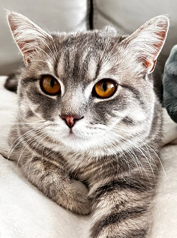 Kattenoppas aangeboden