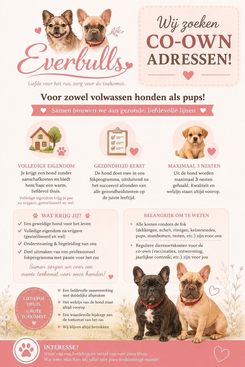 Co-own voor everbulls worden?, Dieren en Toebehoren, Honden | Niet-rashonden, 8 tot 15 weken, Parvo, Meerdere, Meerdere dieren