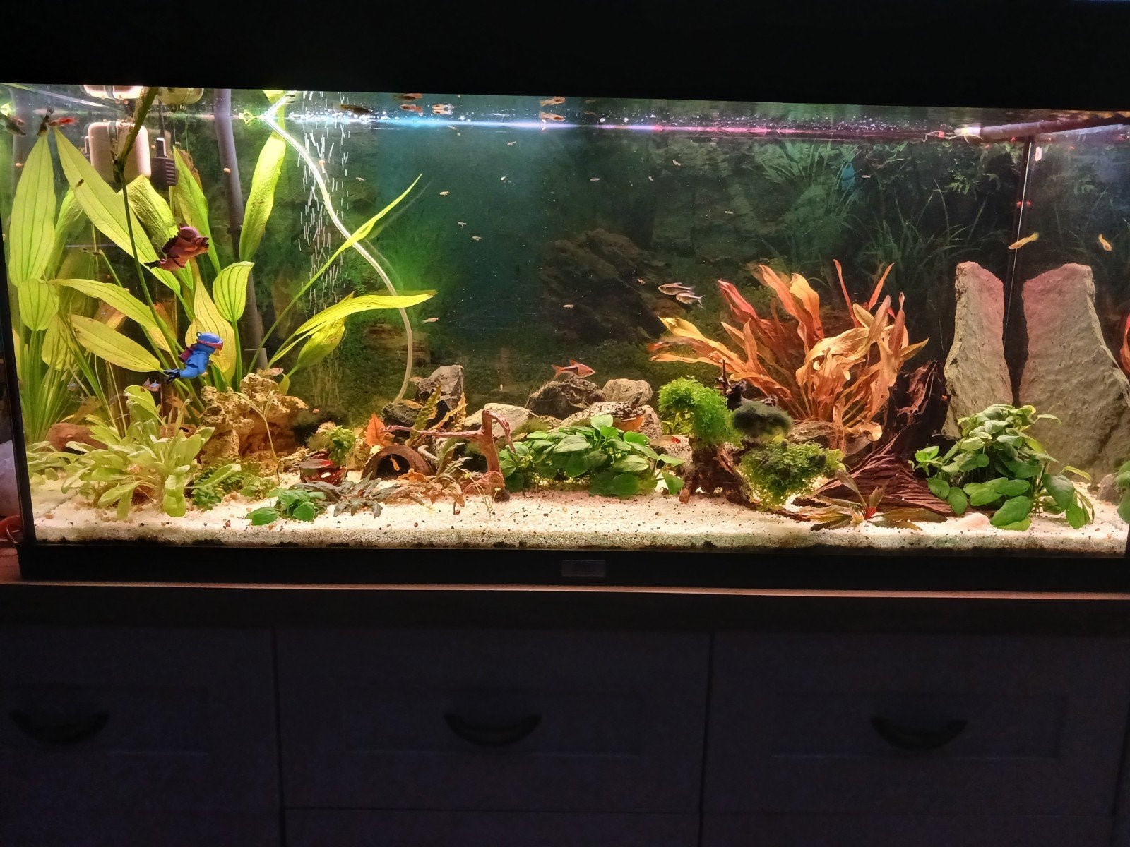 Mooi kant en klaar aquarium met vele extra's, Dieren en Toebehoren, Ophalen, Gevuld zoetwateraquarium, Juwel, Inclusief vissen