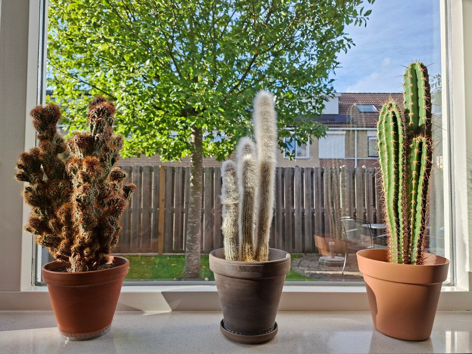 Drie grote cactus planten met pot., Ophalen, Cactus, Volle zon, Minder dan 100 cm