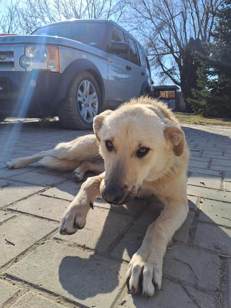 ileana zoekt een gouden mandje, Dieren en Toebehoren, Particulier, 1 tot 2 jaar, Buitenland, Teef