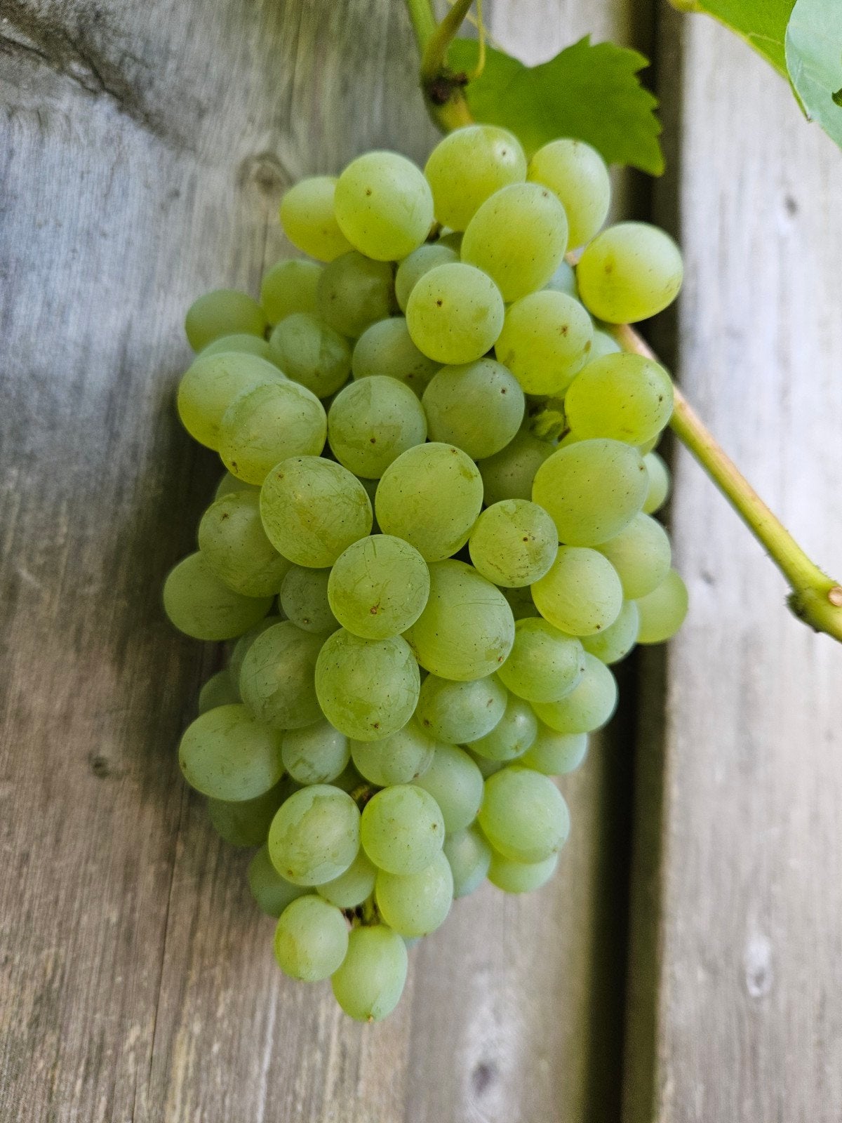 Gratis witte druiven., Tuin en Terras, Ophalen, Minder dan 100 cm, Overige soorten, Zomer