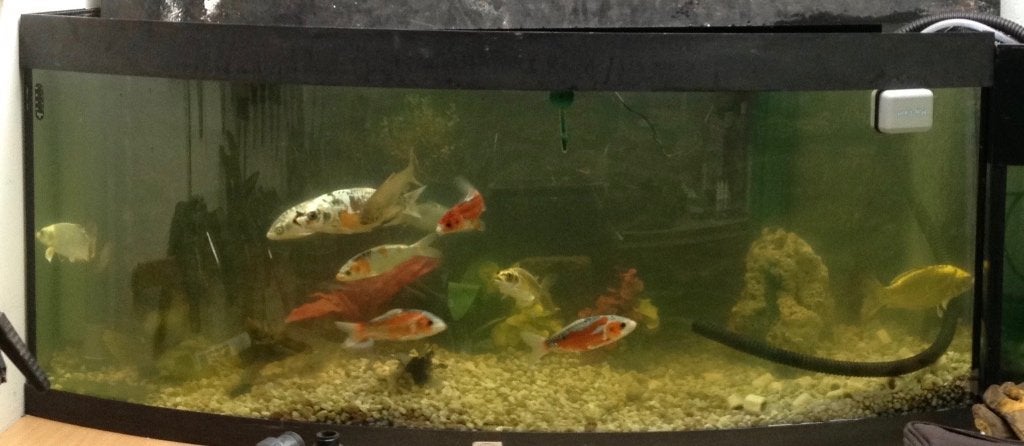 aquarium vision 450, Ophalen, Gebruikt, Leeg aquarium