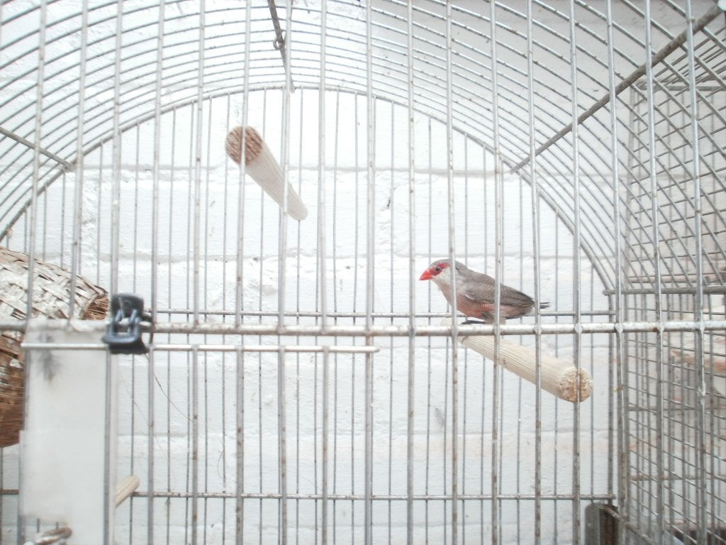 St. Helena-fazantje pop, Vrouwelijk, Tropenvogel, Geringd