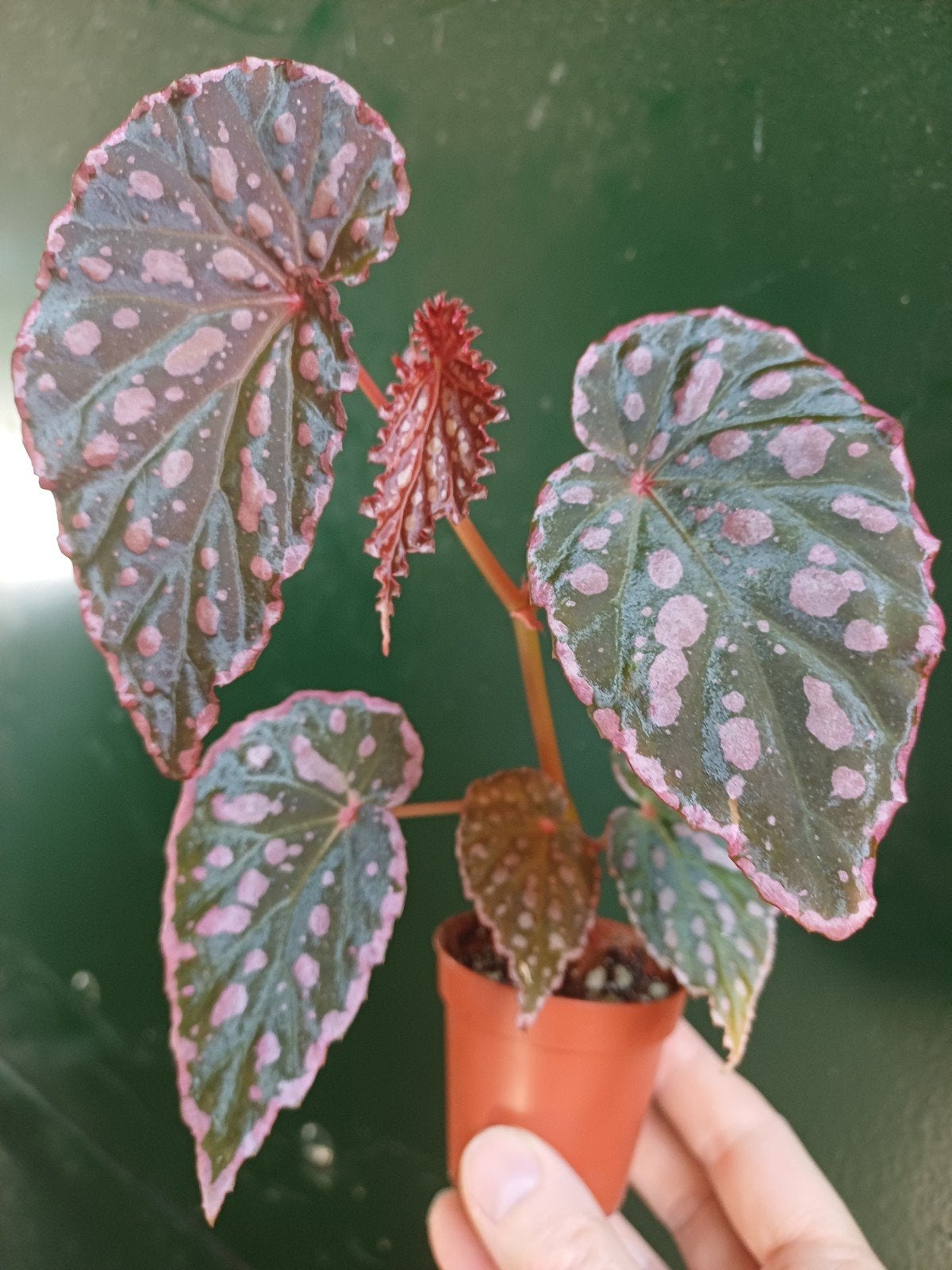 Begonia roseapunctata, Ophalen of Verzenden, Halfschaduw, Minder dan 100 cm