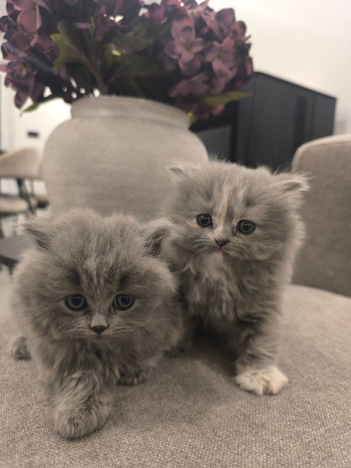 Brits Langhaar Blue Tortie, Meerdere dieren, Met stamboom
