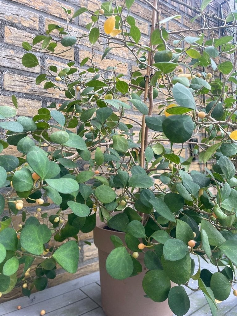 Ficus met vijgen, Ophalen, Ficus, Halfschaduw, Minder dan 100 cm