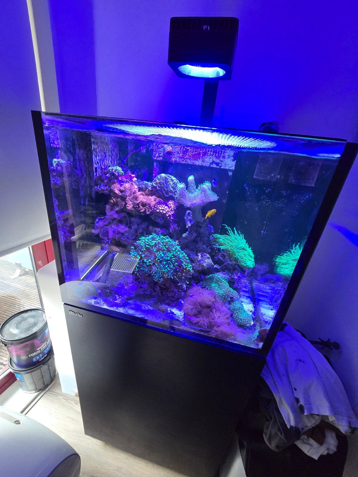 Prachtige complete zeeaquarium-inhoud – veel koralen, vissen, Dieren en Toebehoren, Ophalen, Red Sea, Gevuld zeewateraquarium