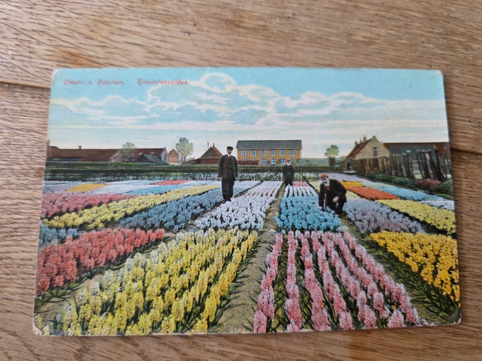 Bollenvelden Haarlem en omstreken, Verzamelen, Ophalen of Verzenden