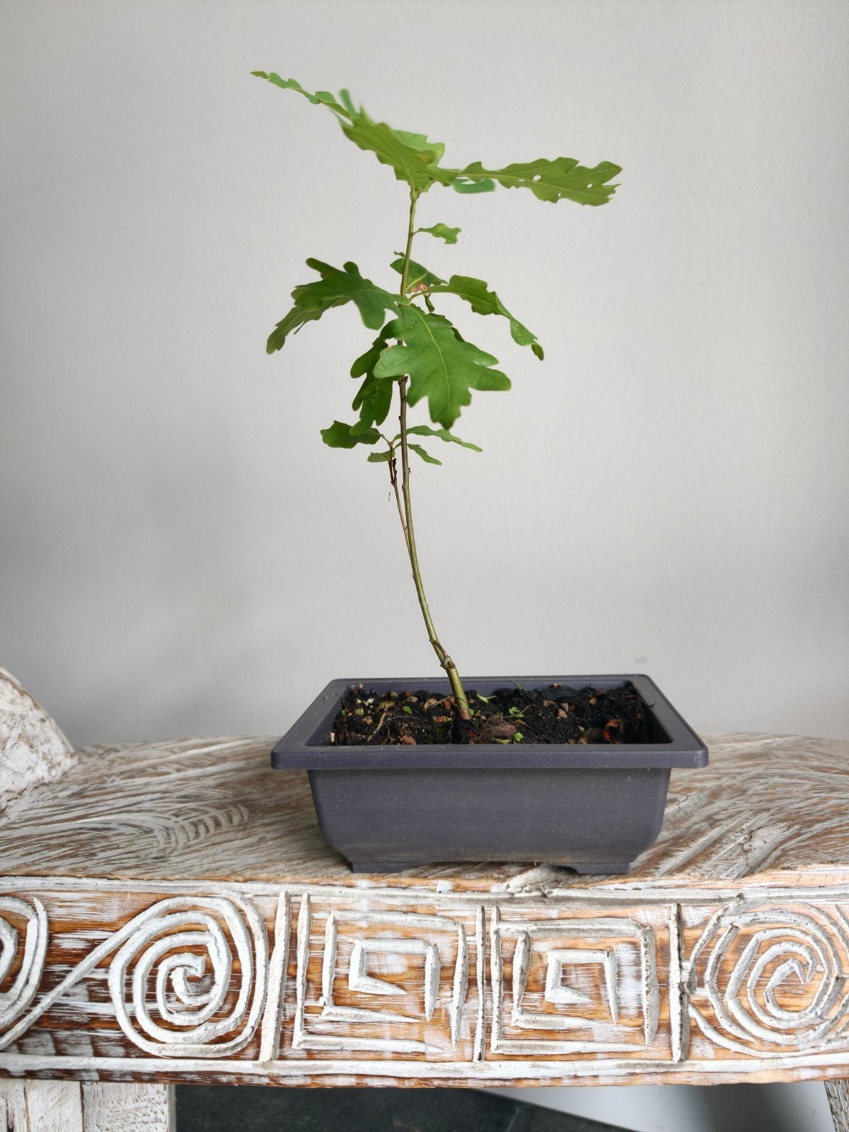 Quercus Robur zomereik bonsai starter, Bloeit niet, Halfschaduw, Minder dan 100 cm, Overige soorten