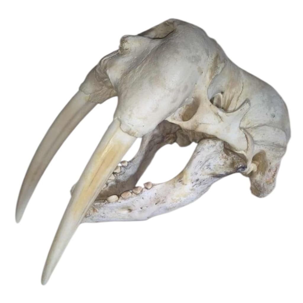 Schedel Walrus (inclusief papieren), Verzamelen, Dierenverzamelingen, Ophalen of Verzenden, Nieuw, Beeldje of Figuurtje