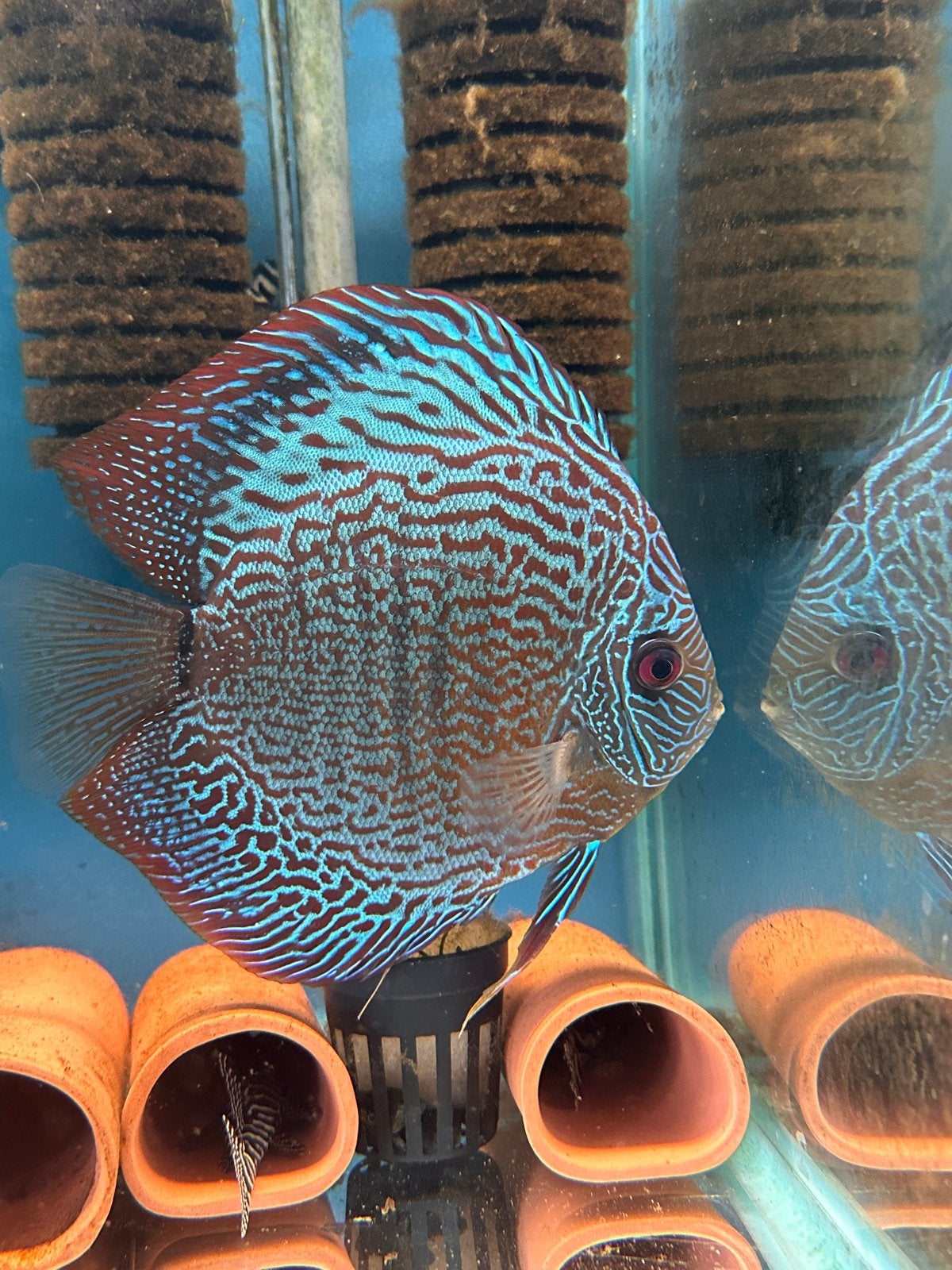 Discus kopel, Dieren en Toebehoren, Overige typen, Zoetwatervis