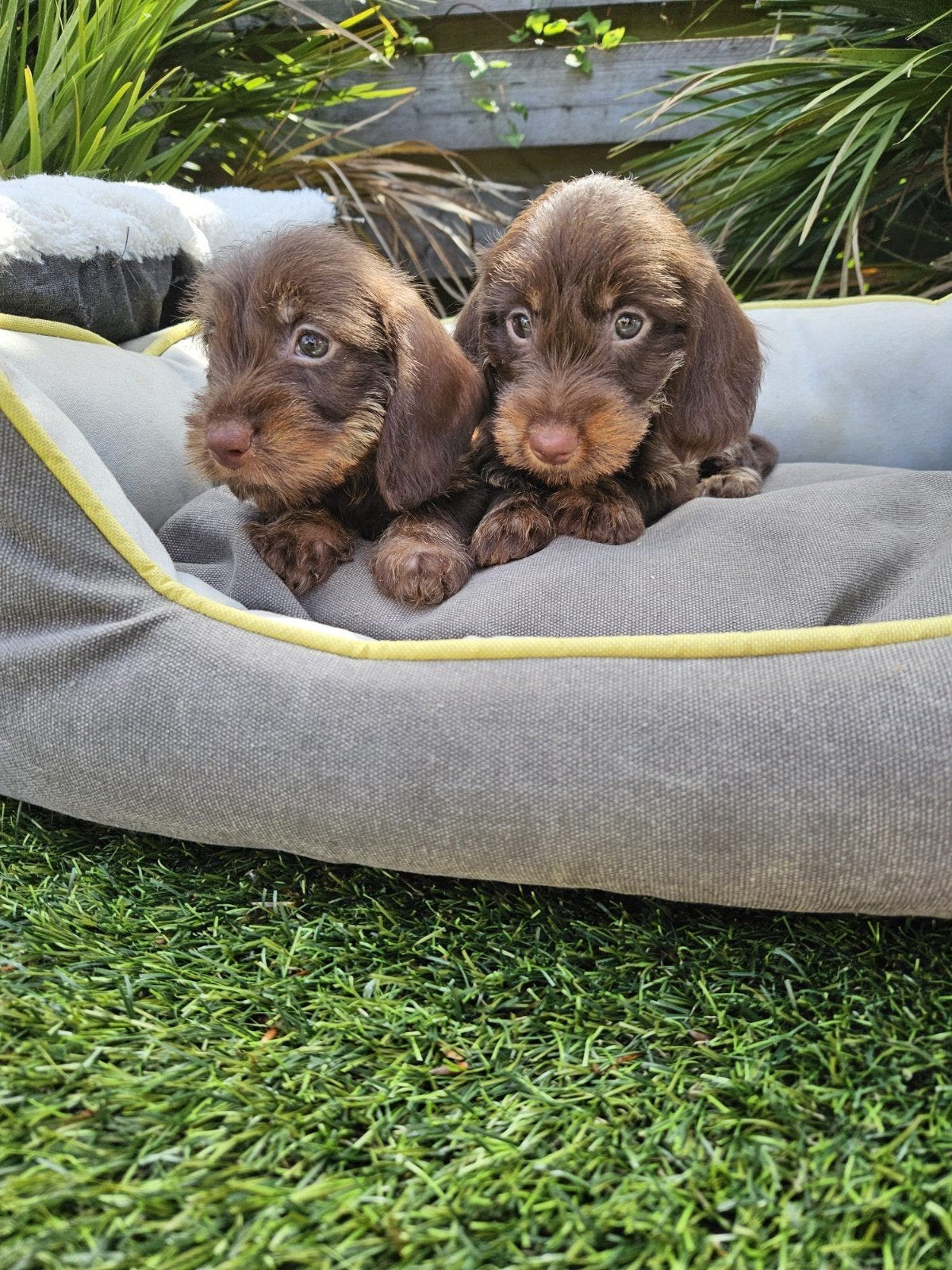 Choco ruwharige Dwergteckel pups ruwhaar dwerg teckel, Dieren en Toebehoren, 8 tot 15 weken, Meerdere, Nederland, Fokker | Hobbymatig