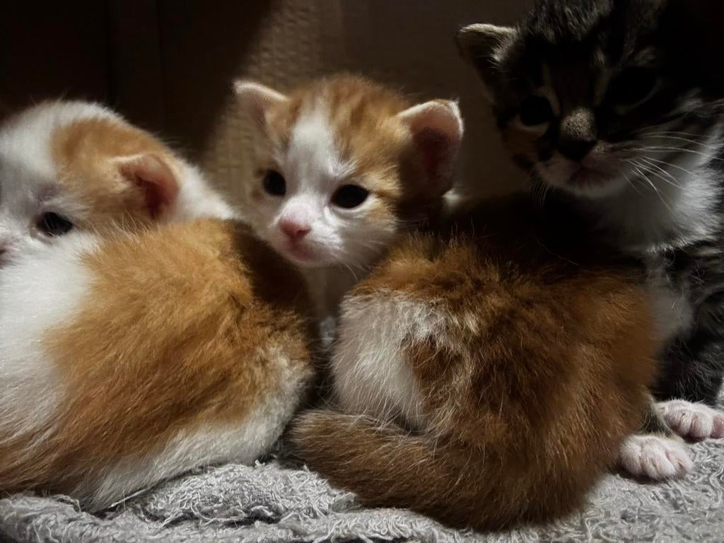 Kittens, Dieren en Toebehoren, Katten en Kittens | Overige Katten, Meerdere dieren
