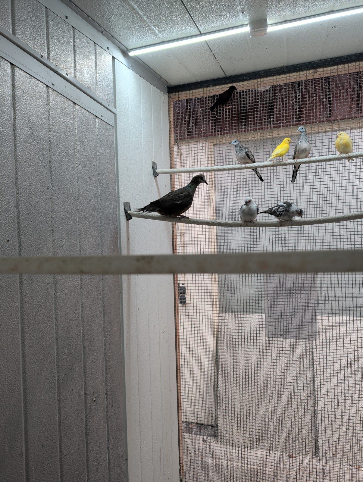 koppel lemonduiven, Meerdere dieren, Geringd