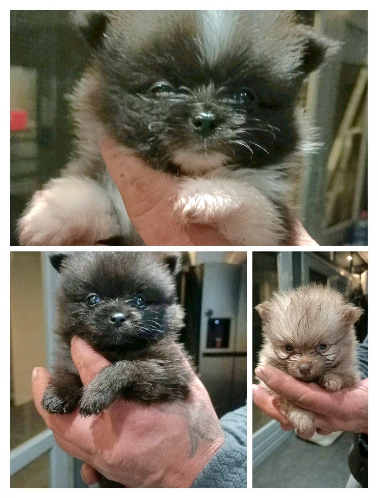 3x raszuivere pomeriaantjes moge het nest verlaten 1550 euro, Keeshond, Reu, 8 tot 15 weken, CDV (hondenziekte)