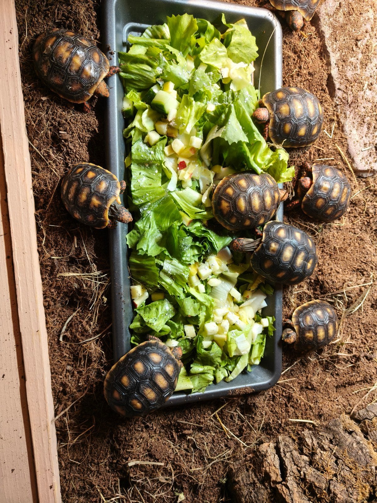 kolenbranderschildpadden, Dieren en Toebehoren, Reptielen en Amfibieën, 0 tot 2 jaar