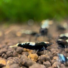 Caridina pinto black Skunk, Dieren en Toebehoren, Kreeft, Krab of Garnaal, Zoetwatervis, Schoolvis