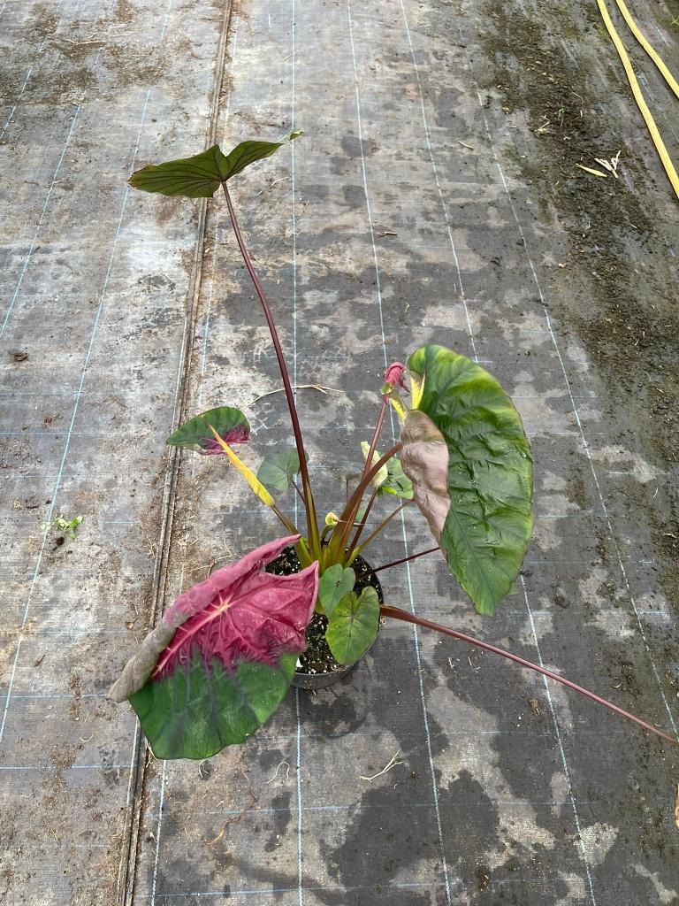 Colocasia Madeira Star, Tuin en Terras, Planten | Tuinplanten, Volle zon, Vaste plant, Zomer, Ophalen